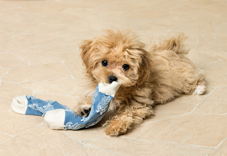 Maltipoo puppy chewing socks.