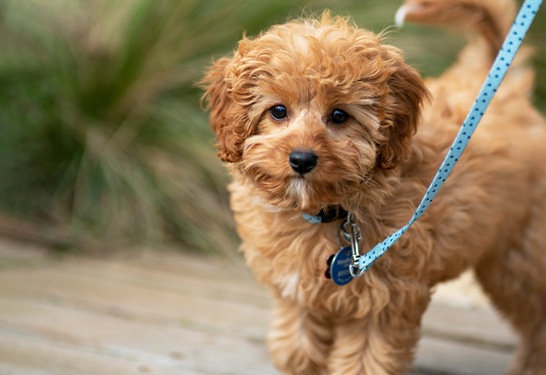 Cavoodle puppy on a leash.