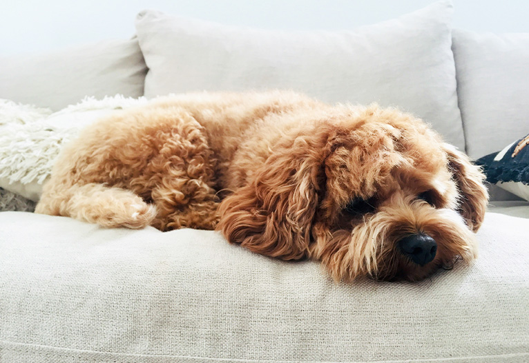 A brown cavoodle resting on a sofa.