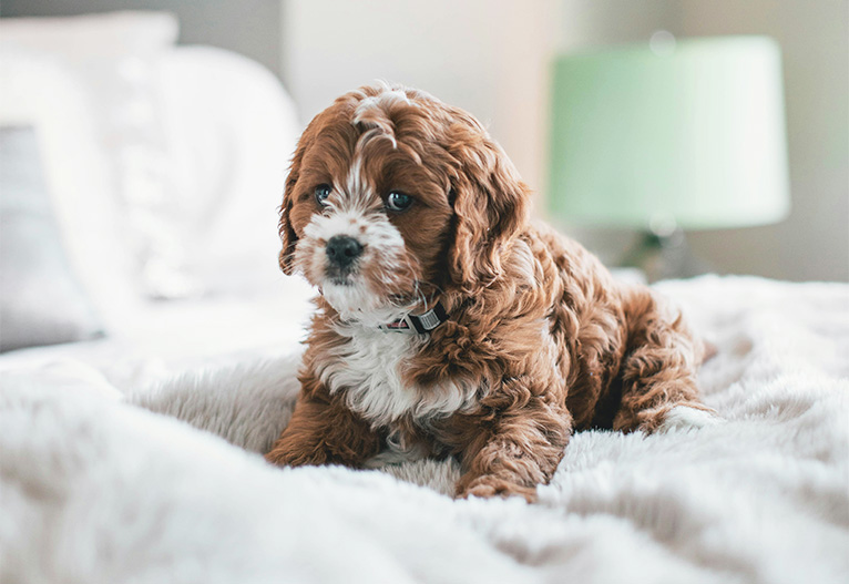 Cavoodle puppy sitting on a bed.