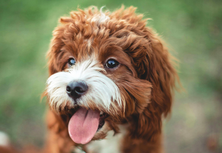 A brown and white cavoodle.