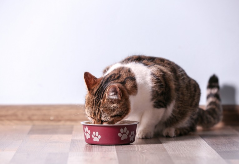 A cat eating from a red bowl on the floor.