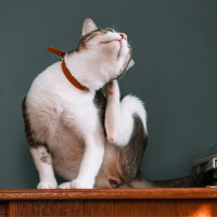 An indoor cat scratching itself on a buffet.