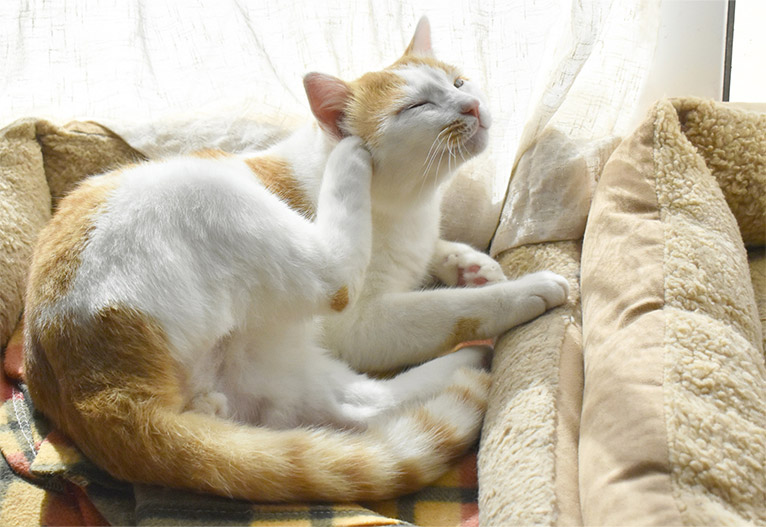A cat scratching itself on a sofa.