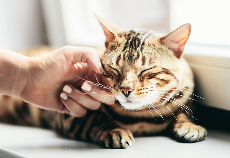 Person tickling a happy cat on a window ledge.