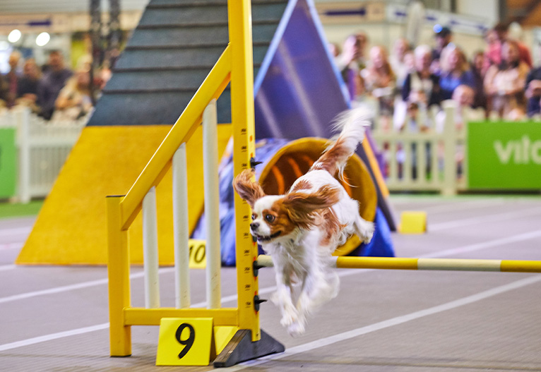 King Charles Spaniel jumping over a hurdle at a dog show.