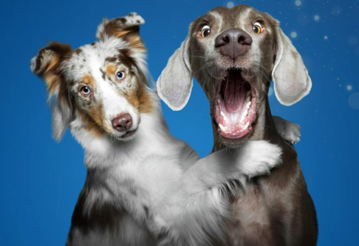 Dogs with surprised expressions.