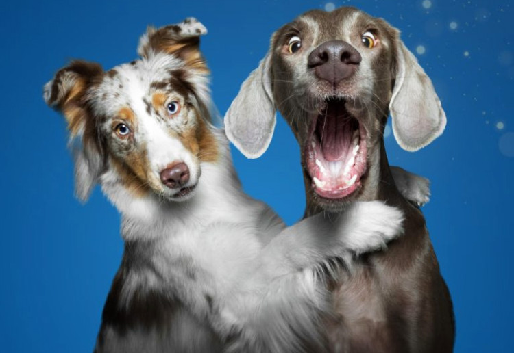 Win Tickets To The Dog Lovers & Cat Lovers Festivals!