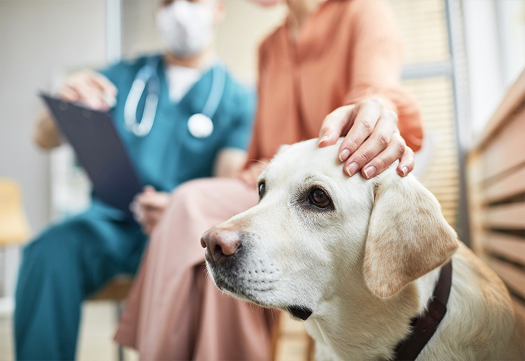 A dog in a vet clinic with its owner.