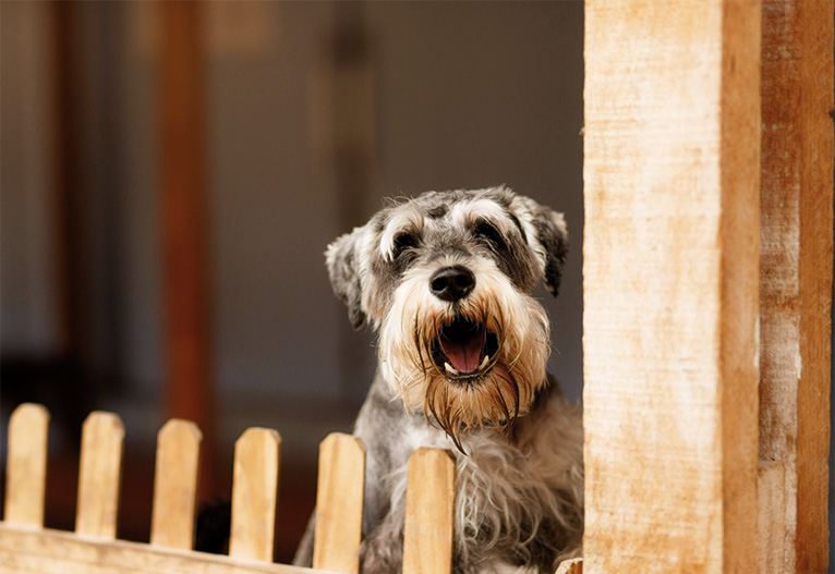 Dog barking over a fence.