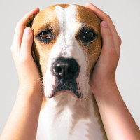 Person's hands over a dog's ears.
