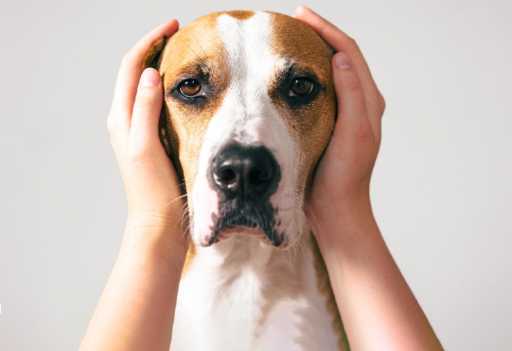 Person's hands over a dog's ears.
