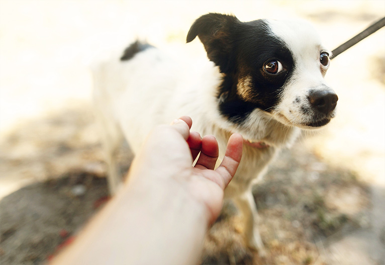 A scared dog on a leash.