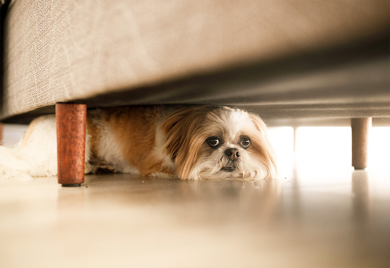 A scared dog hiding under a sofa.