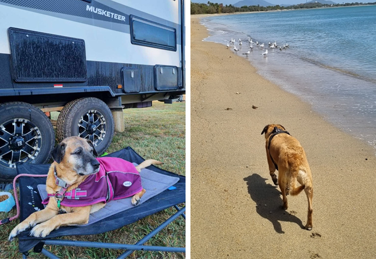 Happy dog on a bed and on a beach.