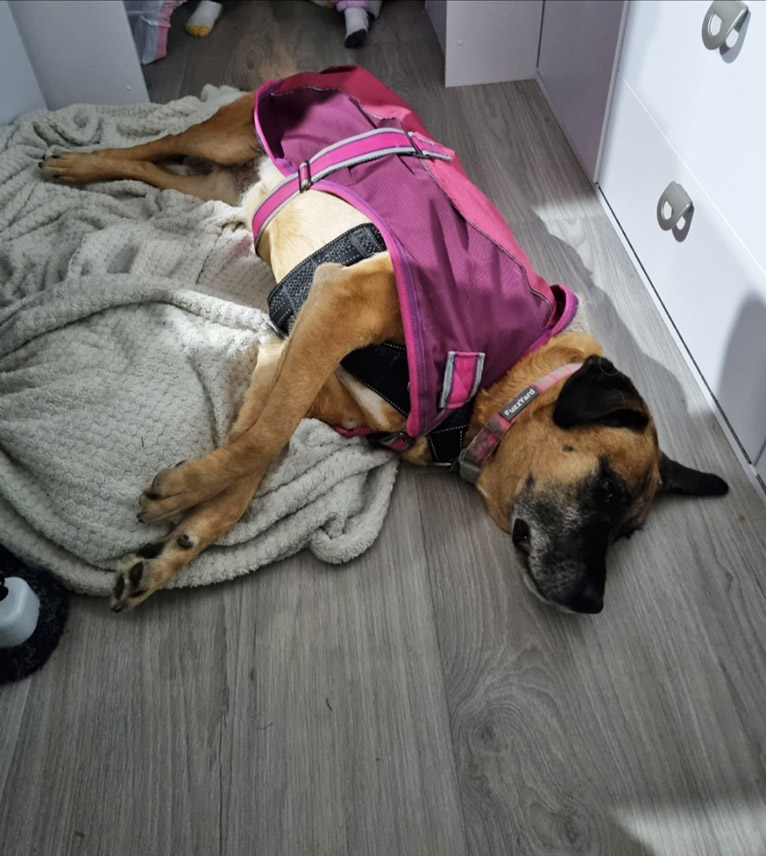 Dog sleeping on the floor of a caravan.