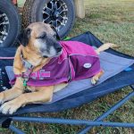 Brontie the dog sitting on her bed outside a caravan.