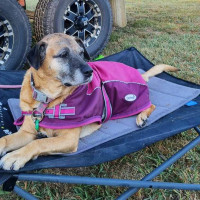 Brontie the dog sitting on her bed outside a caravan.