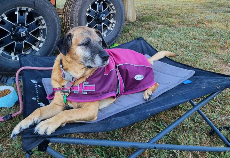 Brontie the dog sitting on her bed outside a caravan.