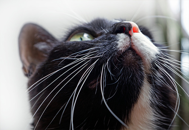 Cat's nose and whiskers.