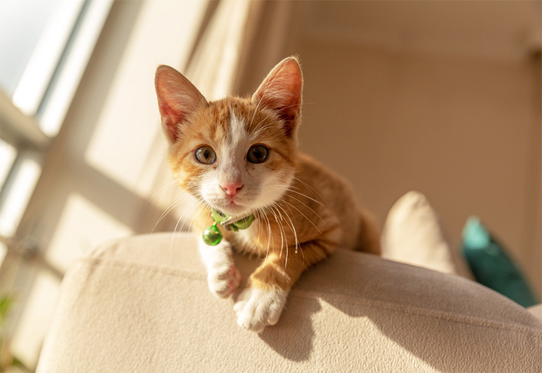 Ginger kitten leaning over a sofa.