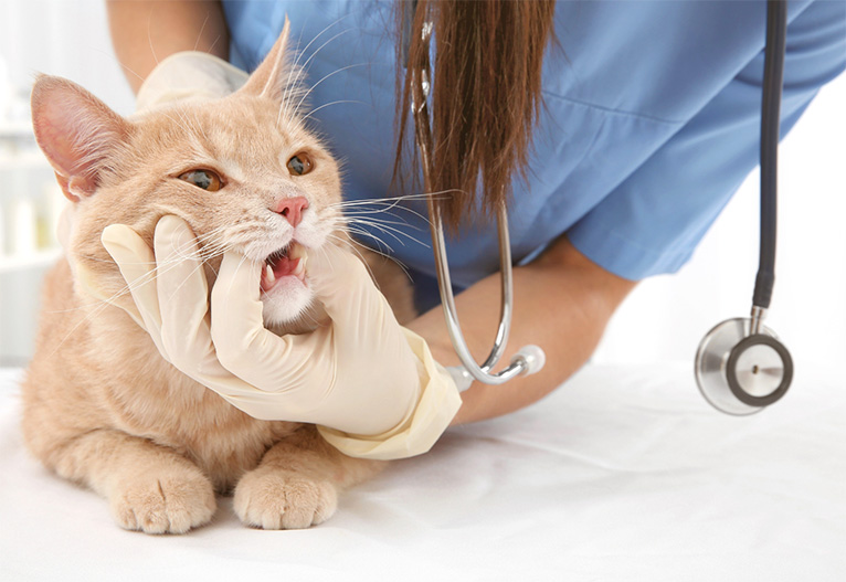 Cat having its teeth checked by a vet.