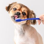 Small dog having its teeth brushed.