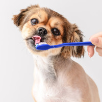 Small dog having its teeth brushed.