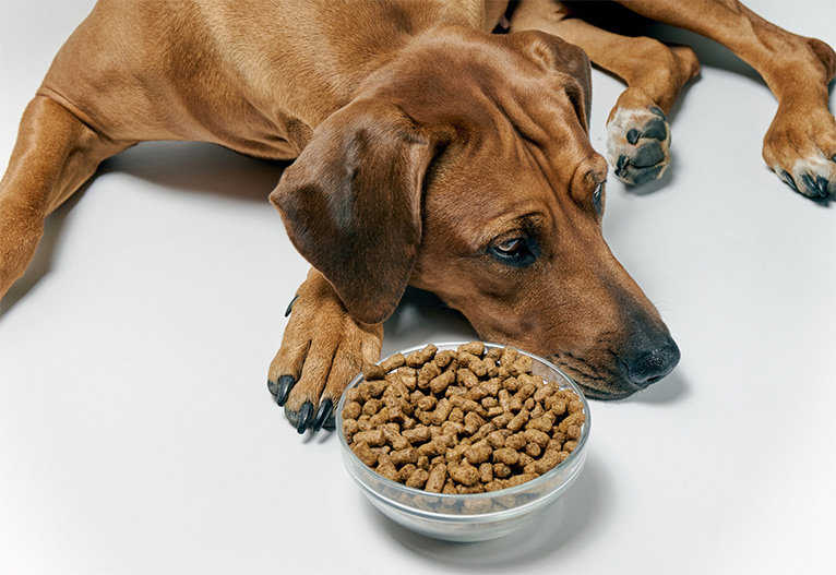 Sad dog not eating its food.