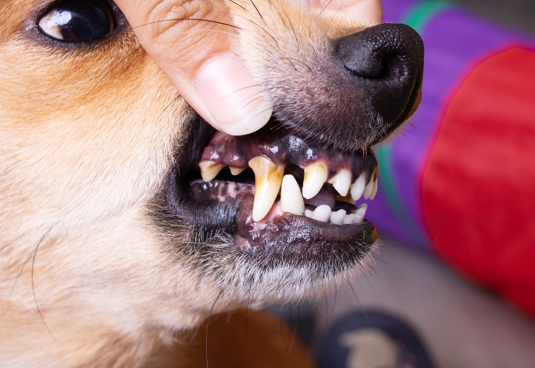 Dog with dental disease having its teeth checked.