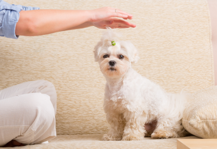 Earn An Animal Reiki Session With Liz Clifton Worth $695