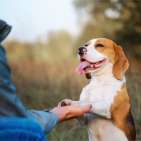 Happy dog shaking hands with a trainer.