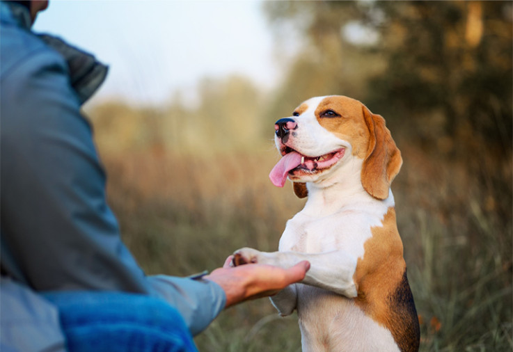 Happy dog shaking hands with a trainer.