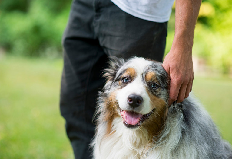 Australian blue merle shepherd dog.