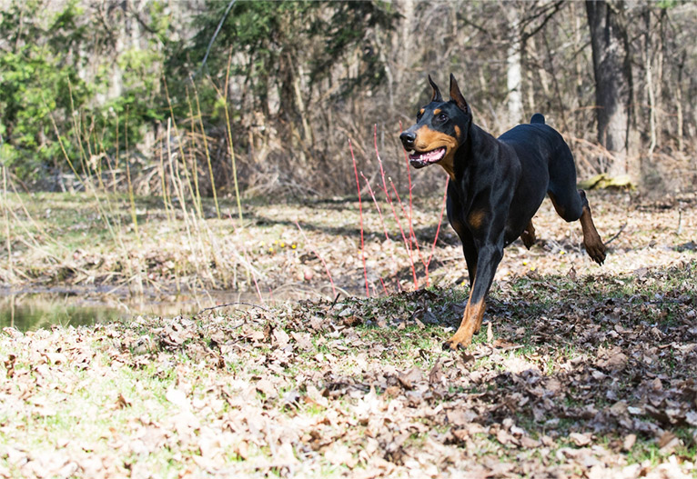 Doberman running through the bush.