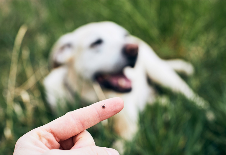 Tick on a human finger with dog in the background.