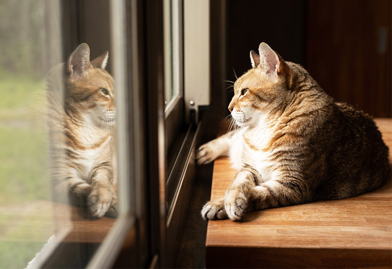 Mature cat looking out a window.