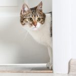 Cat peeking from doorway.