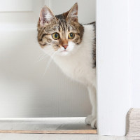 Cat peeking from doorway.