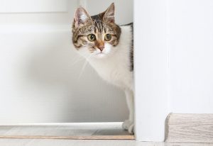 Cat peeking from doorway.