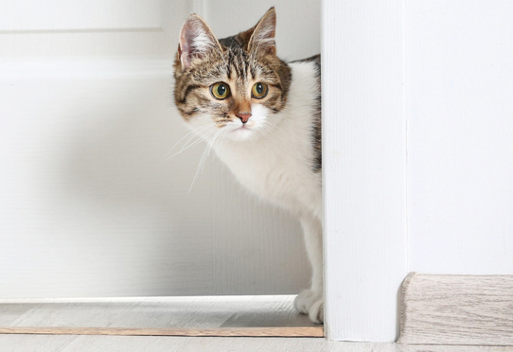 Cat peeking from doorway.