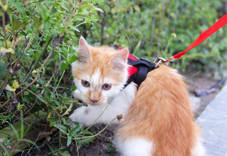 A ginger kitten outside on a leash.