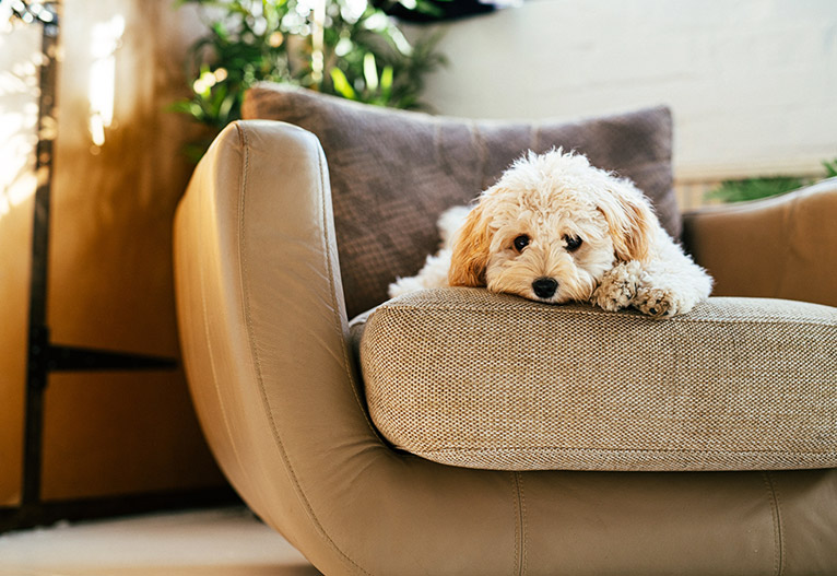 Small dog sitting on an armchair.