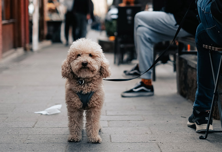 A dog on a leash next to his owner at a cafe. 