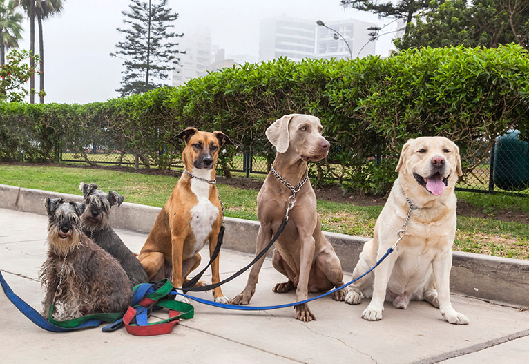 A group of dogs on leashes sitting on an urban foothpath.