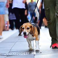 A person walking a beagle in the city.