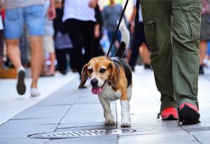 A person walking a beagle in the city.