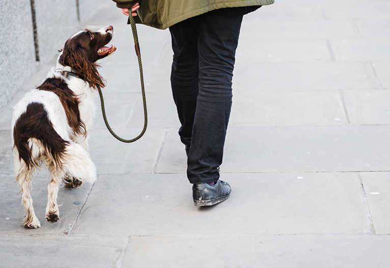 Person walking their dog on a footpath.