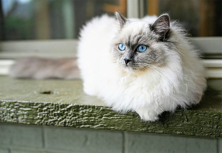 Ragdoll cat sitting on a window ledge.