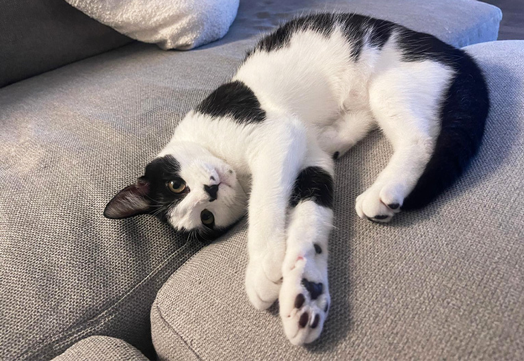 Domestic shorthair cat on a sofa.